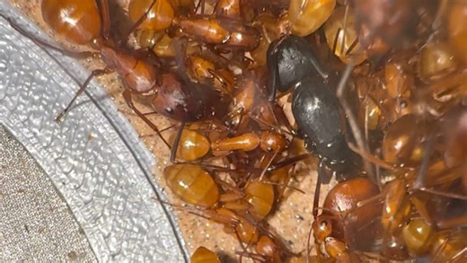 CA02南红弓背蚁中大工记录