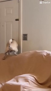 Oops i 💨’d again 🤣🐶🐾#fbreelsfypviral #doggolife #pugs #funnyvideos #funny #pug #funnyreels | Pug Philosophy