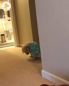 191K views · 17K reactions | Wut the heck is dis thing on me?  | Go Fetch | Facebook