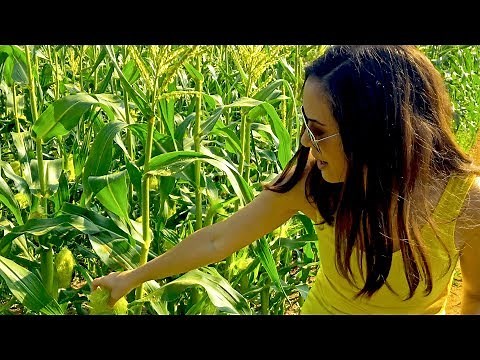 Fields of Gold: How Sweet Corn Pollination REALLY Works