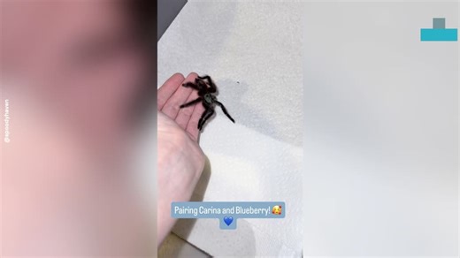 Woman Pairs Two Tarantulas