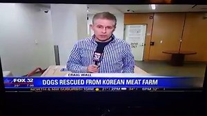 9.9K views · 239 reactions | Fox 32 and Magnificent Mutts & Meows Rescue with the arrival of the South Korean Dogs. | Magnificent Mutts Rescue | Facebook