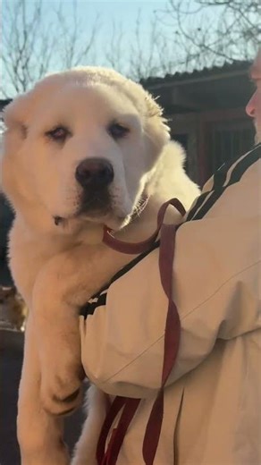 Escape mission failed 😂 Caught red-handed and back to the crate! Ice, 4 months. Repeat offender 🤣