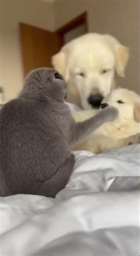 Scottish Fold Bullies a Great Pyrenees Puppy… Watch the adorable showdown