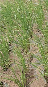 How to Grow the Best Garlic Seeds from Bulbils (God of Farming)