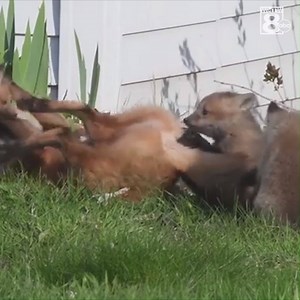 199K views · 70 reactions | It's almost Friday, so here are some baby foxes playing. | WMTW-TV | Facebook