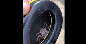 Man who felt tickling in his headphone discovers huge huntsman spider inside, shares video [WATCH]