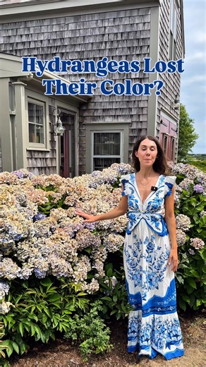 Feeling blue because your hydrangeas have faded to white or brown? Here’s WHY that happens! Comment which hydrangeas you are growing. | Blueacre Garden