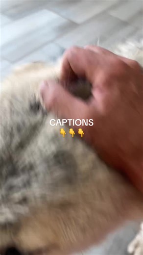 Take a look at these two videos. . 2 high content females in the summer and then the winter. In my opinion, people don’t talk about this enough. People get Wolfdogs without understanding, when they become adults, typically around 22 months of age (could be sooner or later), their behaviors may be dramatically different in the winter than they are in the summer. These two females have been able to continue their friendship in the summer past few years. Hopefully again this summer. But there is no