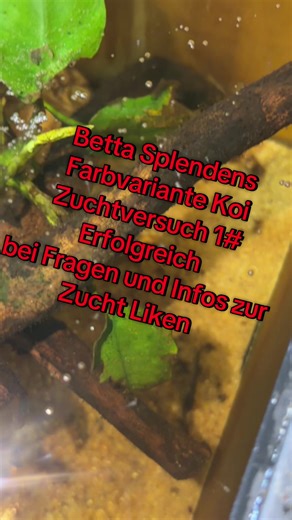 Betta Splendens Zuchtversuch #1 direkt geglückt und nun beginnt die Reise der Larven, wollt ihr dabei sein? #aquariumfish #aquariumsoftiktok #aquarium #Aquaristik