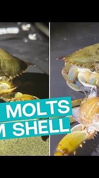 Crab Molts and Stretches into New Shell || ViralHog