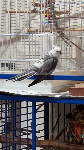 Funny Cockatiel Memes Compilation | Birds Laying Eggs | Cute Parrot Moments