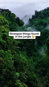 Strangest things found in the jungle 😳 | Real E