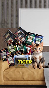 48K views · 378 reactions | That’s no Kitten, That’s a Tiger (from the Command Zone Podcast - "How Bad Is It? Wizards Takes Over Commander.") | The Command Zone Podcast | Facebook