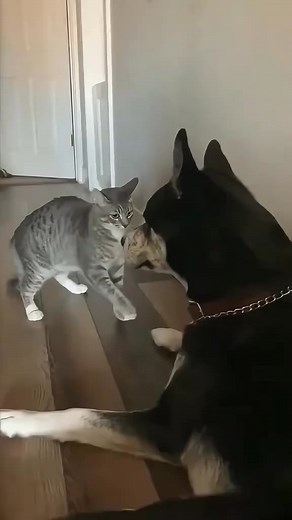 Cat and dog funny fight #pet #dogfun #animals #funny #cat #everyoneシ゚ #funnyreels #music #catfunny #funnyfighting | Animal Hub
