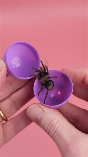 Happy Easter Everyone! #tarantula #spider #pettarantula #tarantulakeeper #pets