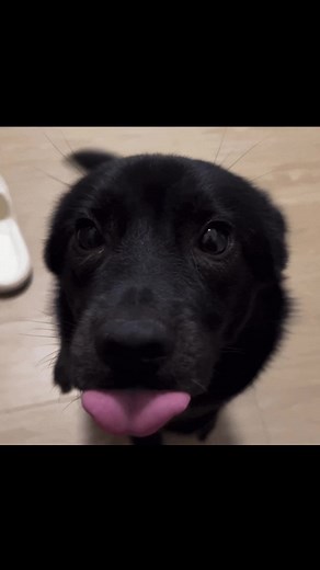 Adorable Puppies: Share Your Cutest Moments!