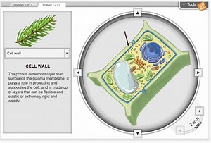 DRUM ROLL PLEASE! 🥁 🥁 🥁 It's time to announce our most popular Gizmo. Teachers take your students inside sample cells with our Cell Structure Gizmo! 🔬 Sign up for your free account today. http://j.mp/2QTum6g | ExploreLearning Gizmos