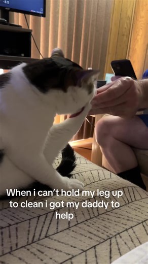 I needed some extra help taking bath this morning #kitten#meow#cat#shorts#love