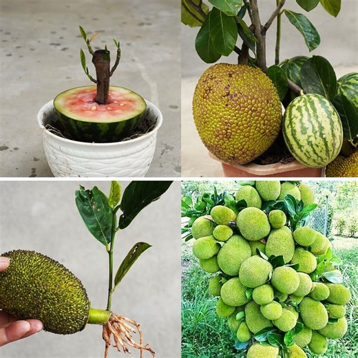 Simple and Fast Tips for Growing Jackfruit and Watermelon | Great DIY Idea