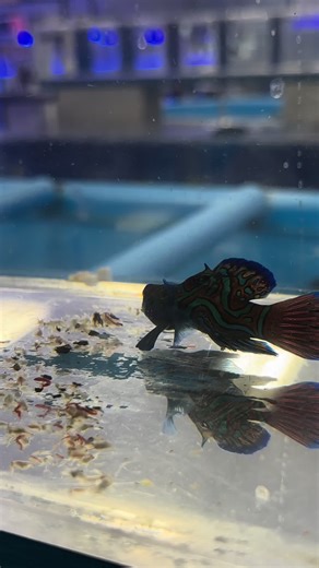 #lfs #mandarin #dragonet #frozen #qt