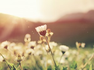 The Four Keys to a Meaningful Life