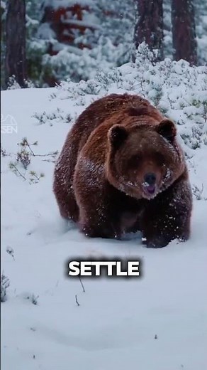 How Bears Actually Hibernate 🐻❄️