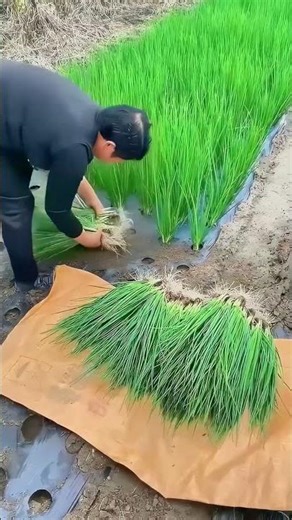 Spring in Paddy Field: One by one, full of vitality