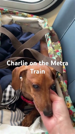 Charlie long dog Dachshund on his first train ride on the Metra.