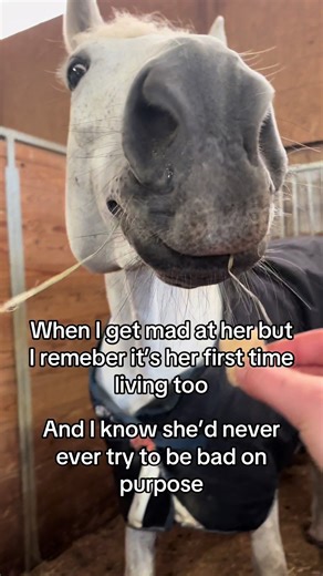 My girlie #eq #showjumping #burnettfarms #horseshow #horses #hunterjumper #equestrian #equestrians #horsesontiktok #horse