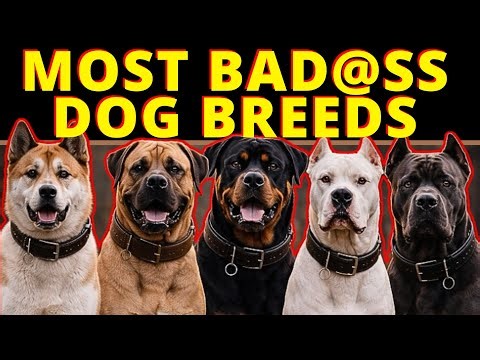 A Professional Dog Trainer's Top 5 Most Intimidating Dog Breeds