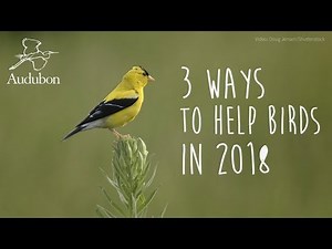 3 Ways to Help Birds | National Audubon Society