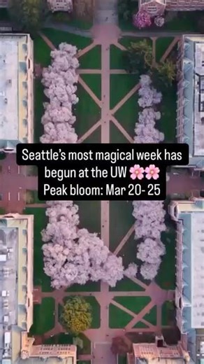 PEAK BLOOM IS HERE! 🌸 UW Cherry Blossoms 2026 | Best spots in Seattle right now #pnw