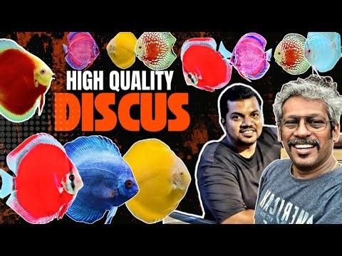 MOST BEAUTIFUL DISCUS FISH | DISCUS FISH | DISCUS