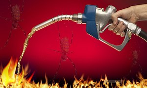 Nightmare Fuel: Parachuting Spiders Expected To 'Colonize' Entire East Coast