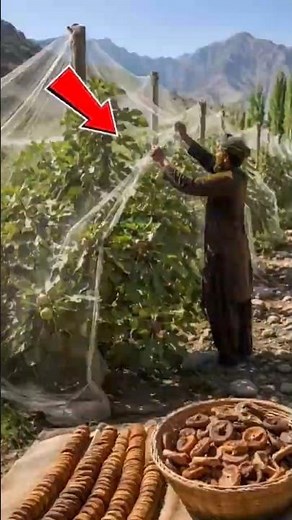 Why Fig Farming in Afghanistan Is So Profitable 😱 | Amazing Fig Harvesting & Drying Process