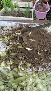 646K views · 8.7K reactions | วิธีทำปุ๋ยหมักจากต้นกล้วย ละเอียดทุกขั้นตอน #ต้นกล้วย #ปุ๋ยอินทรีย์ #พืชผักผลไม้ #แนวทางเกษตร | แนวทางเกษตร เกร็ดความรู้ | Facebook