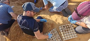 26 loggerhead turtle hatchlings reach the sea at Ramla Bay - The Malta Independent