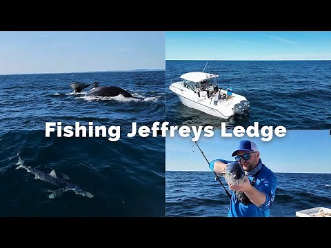 Fishing at Jeffreys Ledge | Catch and Cook | + Humpback Whales | + A Giant Blue Shark 😲🤩