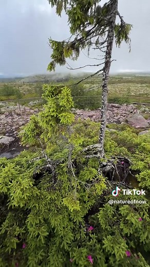 Discovering Old Tjikko: The Ancient Norway Spruce