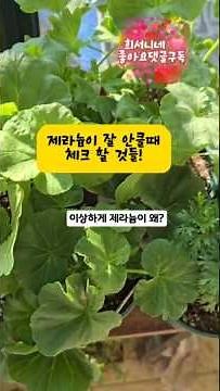 @Heeseon's How to Grow Geraniums Well #gardening #plantcare #plantbutler #plants #flowerdescripti...