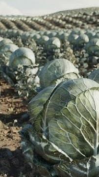 Giant Mexican Fruits and Vegetables Trick Revealed: The Alien Connection