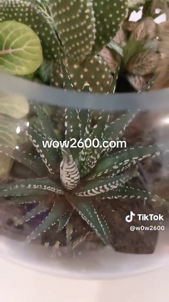 Beautiful Succulent Terrarium Close-Up Display