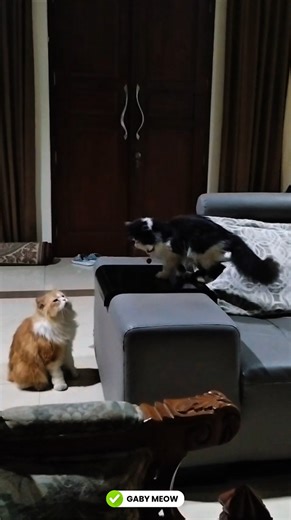 Gaby Vs Alien #kitten #cat #animalintelligence #catintelligence #catlovers #catdrama #cats