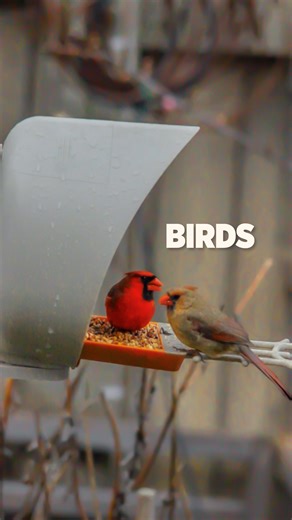 129K views · 3.1K reactions | Birds play a crucial role in the garden ecosystem. We love having them around! #garden #birds #gardening #sponsored | Plantedinthegarden | Facebook