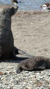 Antartic fur seal moves to endangered species list along with Emperor penguins