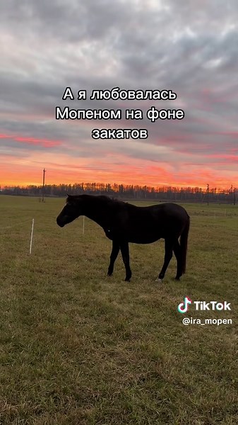 Осень пролетела так быстро! Казалось бы, совсем недавно лошади паслись целый день, а теперь выпал снег #лошадибеларусь #домашниепитомцы #лошадь #беларусь