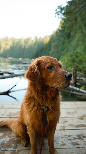 #ad I love Airtag to help find my keys, but for my dog I need something more reliable. That’s why we now use a @tractive dog gps tracker If you also want peace of mind, use my discount code for 40% OFF: WILDHOME40 #sponsored #tractive partner | Bo The Red Goldie