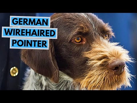 German Wirehaired Pointer - TOP 10 Interesting Facts