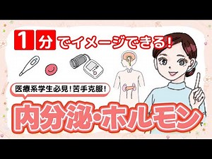 【医療系学生必見】1分でイメージできる！内分泌・ホルモン導入編